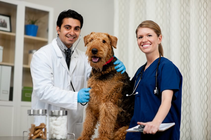 Veterinarian